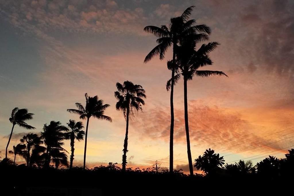 Paradise Palms B & B Kailua Exteriör bild